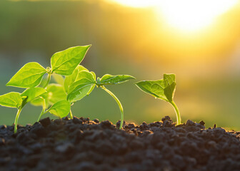 Small Growing Plant, Botanical Photography.