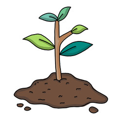 plant in a pot