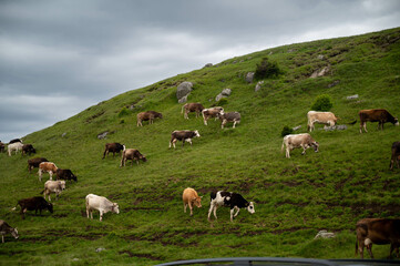 Fototapeta na wymiar Cows on top of a mountain