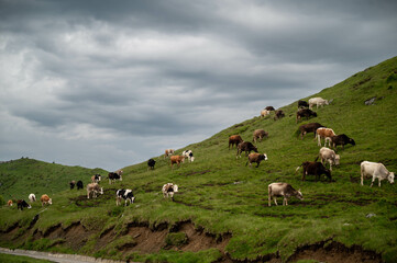 Cows grazing on a mountain top