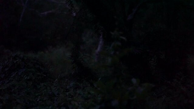 Footage VDO Firefly flying in the forest. Firefly lights in the night like a fairy tale. Fireflies in the bush at night in Prachinburi Thailand. Light from fireflies at night in the forest.