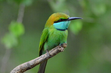 Bee-eater perched on branch