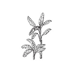 Handdrawn palm tree illustration, palm tree drawing, island tree, wild tree, africa, tropical, jungle