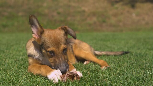 CLOSE UP, DOF: Brown doggy lies on green lawn and enjoys a dried chewy treat after obedience training. Cute brown doggo is busy chewing on a tasty dried natural snack to ease discomfort of teething.