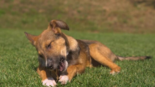 CLOSE UP, DOF: Puppy lies on garden grass and enjoys a delicious chewy treat after obedience training. Cute brown doggo is busy chewing on a tasty dried natural snack to ease discomfort of teething.