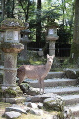 white deer