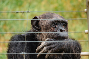 Chimpanzee behind an electric fence in Ol Pejeta Conservancy, Kenya