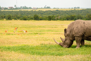 A white rhino grazing in the wild at Ol PeJeta Conservancy, Nanyuki, Kenya