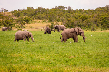 Naklejka na ściany i meble A herd of elephants grazing in the wild at Ol Pejeta Conservancy, Kenya