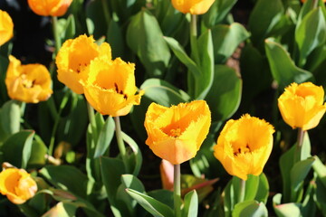 Orange  yellow tulips background. Beautiful spring. Floral background for design, greeting card, wallpaper.