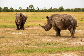 Fototapeta premium A herd of white rhinos grazing in the wild at Ol Pejeta Conservancy in Nanyuki, Kenya