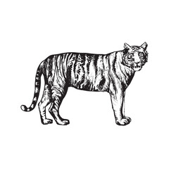 handdrawn tiger illustration, tiger drawing, wild animal, africa animal, wild cat, tiger tattoo