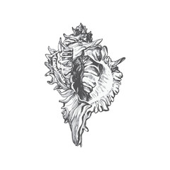 Handdrawn shell illustration, Shell drawing, sea element, ocean, water, seashell
