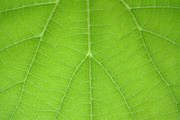 Naklejka na ściany i meble green leaf background texture macro photography