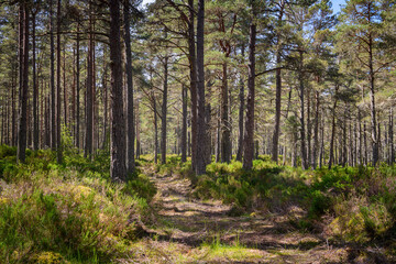 A summer HDR of trees in the Ancient Caledonian Forest at Abernethy, Scotland. Blaeberry and...