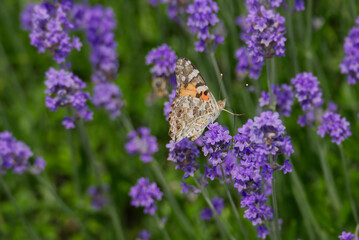 Painted Lady (Vanessa cardui) butterfly perched on lavender in Zurich, Switzerland