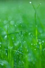  zielona trawa na wiosne, piękny zielony trawnik w ogrodzie - obrazy, fototapety, plakaty