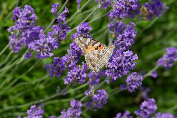 Painted Lady (Vanessa cardui) butterfly perched on lavender in Zurich, Switzerland