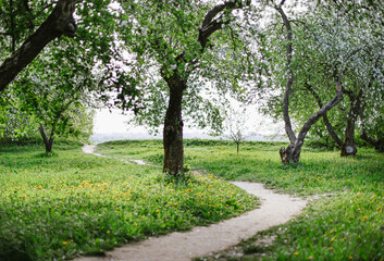 Fototapeta na wymiar winding path through a garden with a field in the park