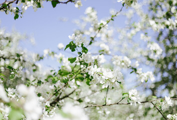 branch of a blooming apple tree against a background of blue sky in spring