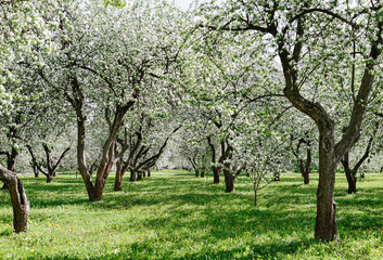 tree trunks and flowering branches, apple orchard with green lawn