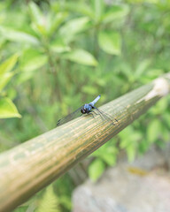 竹筒に止まるオオシオカラトンボ（オス）