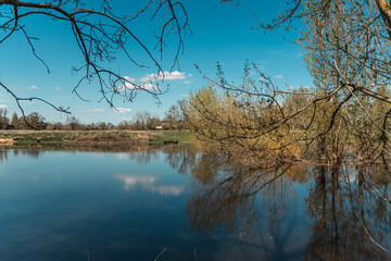Obraz premium trees on the lake