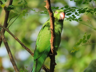 Parrots are colorful birds, and many have vivid green feathers