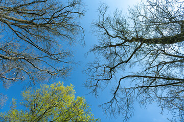 trees in the sky
