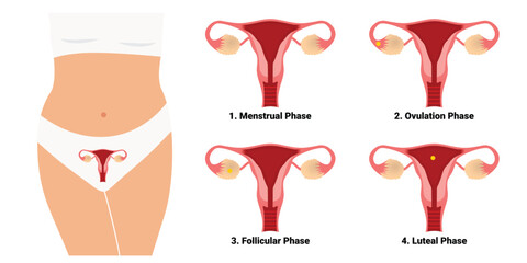 The phase of the menstrual cycle female reproductive system vector illustration - obrazy, fototapety, plakaty