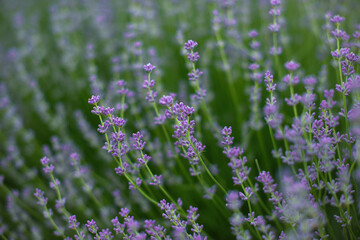beautiful purple lavender flowers growing in the field 