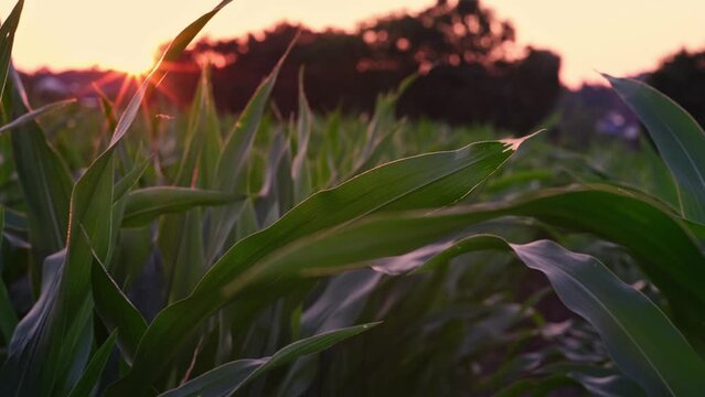 Maisfeld bei Sonnenuntergang im Sommer