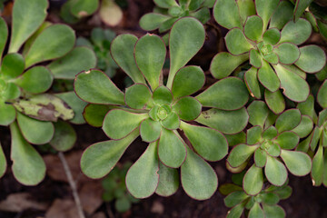 Succulent