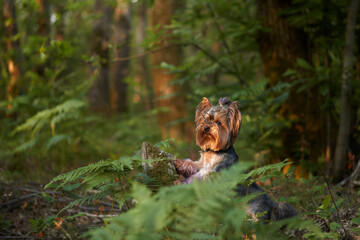 dog peeks out in a green fern. Yorkshire terrier in the forest. Little dog in nature