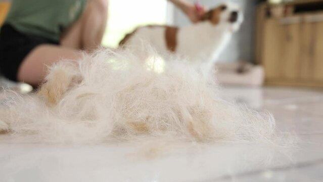 Pet grooming at home. Dog hair on the floor after trimming. A girl is combing out a jack russell terrier in the background.
