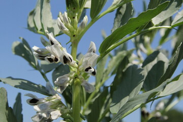 a part of a field bean plant with white blossom flowers and green leaves closeup