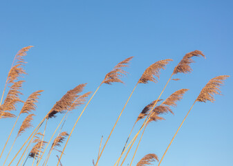 reeds in the wind against blue sky
