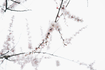 Ethereal Cherry Blossoms: Serene Beauty in Delicate White Sky