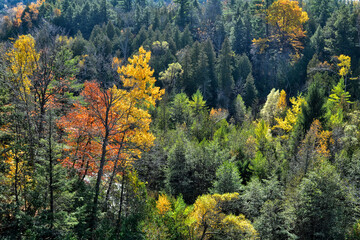 Autumn colours in a forest in Ontario, Canada