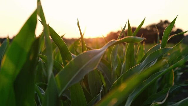 Maisfeld bei Sonnenuntergang im Sommer