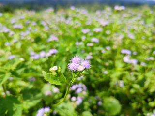 sri lanka nature beautiful environment flowers and plants