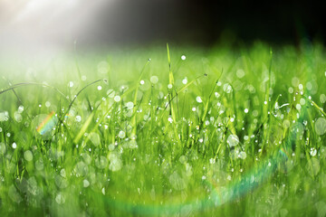  zielona trawa na wiosne, piękny zielony trawnik w ogrodzie