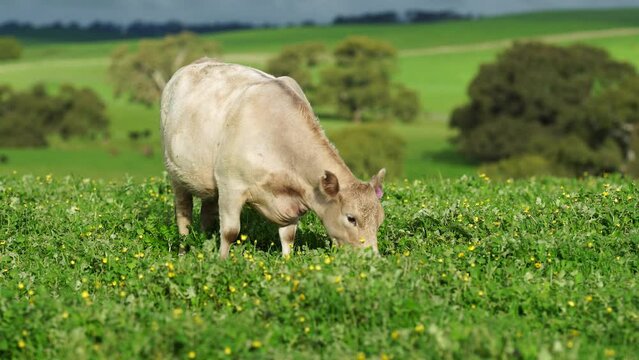 Fat beef cows grazing on native grasses in a field on a farm practicing regenerative agriculture in Australia   