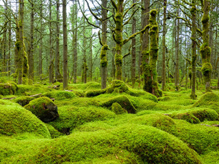 Beautiful Bright Green moss grown up cover the stones and on the floor in the forest. Show with macro view. Rocks full of the moss texture in nature for wallpaper. green trees, rays of light, mist