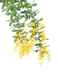 ミモザ　3月撮影