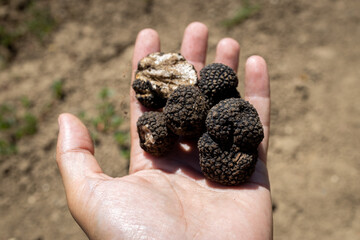 Hand holding mushrooms black truffles (TUBER AESTIVUM) on outdoor. Closeup 