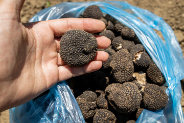 A hand holding a black truffle mushroom (TUBER AESTIVUM) on a bag full of mushrooms. Closeup