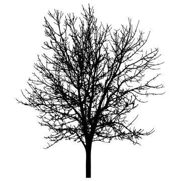 Bare tree silhouette. Beautiful leafless tree.  Vector illustration