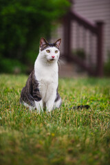 cat outside enjoying the fresh air