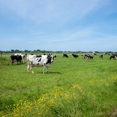 spotted black and white cows graze in green meadow with yellow buttercups in holland